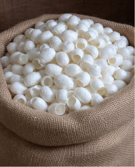 İpek Böceği Kozası Peeling Amaçlı Kesik Cilt Bakım Kozası 100 Adet 